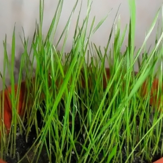 Трава Радужное перышко для пернатых