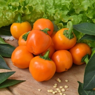 Перец Трюфелек Оранжевый F1 (Вкуснятина)