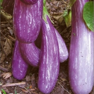 Баклажан Цаконики