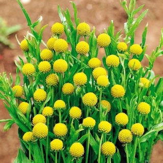 Цефалофора Ананасовая земляника (ароматная)