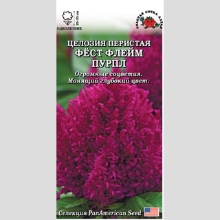 Целозия Фёст Флейм Пурпл