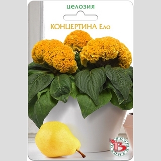 Целозия Концертина Ело (горшечная)
