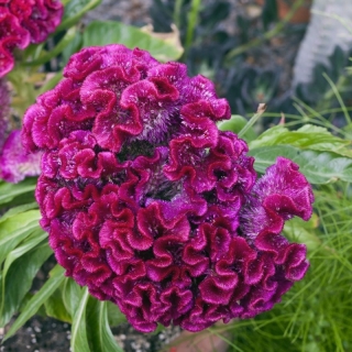 Целозия Ту Хот Ту Хандл Пурпл (гребенчатая)