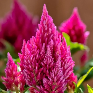 Целозия Кимоно Роуз