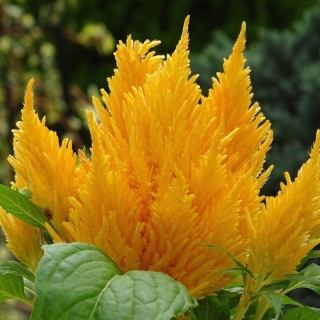 Целозия Аррабона Еллоу (перистая)