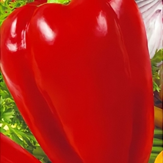 Перец Цесаревич