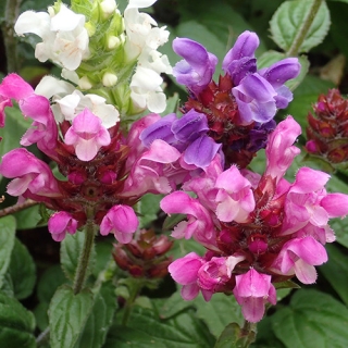 Черноголовка крупноцветковая