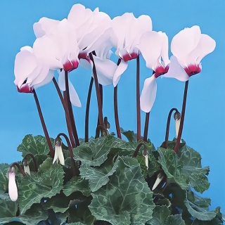 Цикламен Арлекин персидский