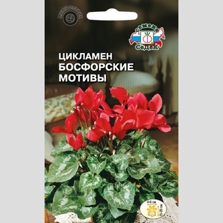 Цикламен Босфорские мотивы