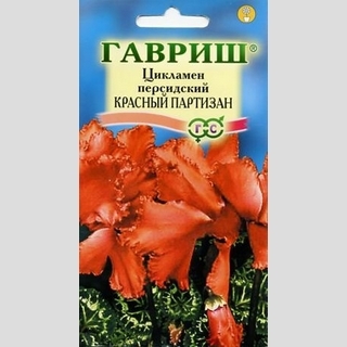 Цикламен Красный партизан персидский