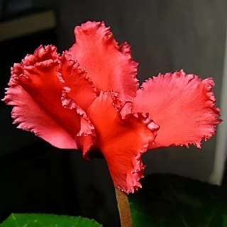 Цикламен Красный партизан персидский