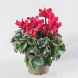 Цикламен Кристиан персидский смесь