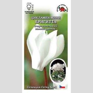 Цикламен мини Бригитта