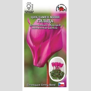 Цикламен мини Гильда