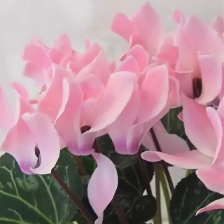 Цикламен мини Хельга