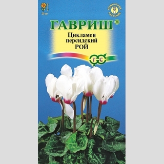 Цикламен Рой персидский