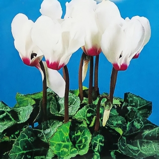 Цикламен Рой персидский