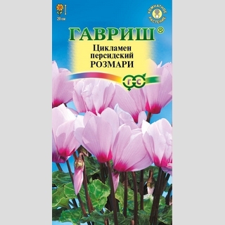 Цикламен Розмари персидский