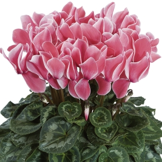 Цикламен Верона розовая F1