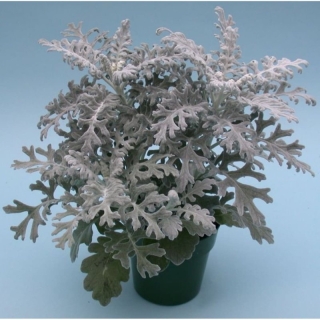 Цинерария Летний Иней