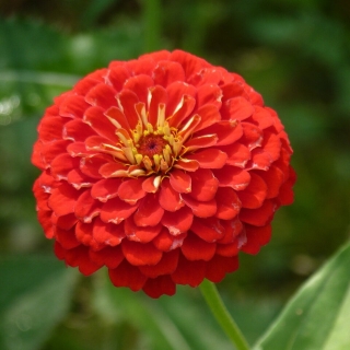 Цинния Мастер Алая