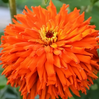 Цинния Ацтек