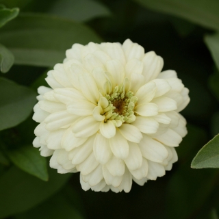 Цинния Дабл Захара белая