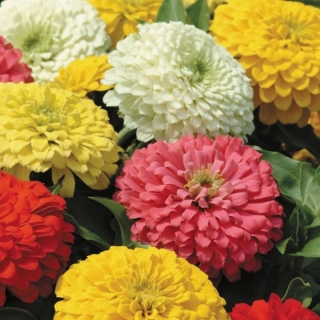 Цинния Калифорнийская смесь