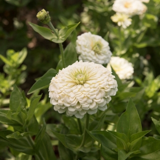 Цинния Клеопатра F1 белая