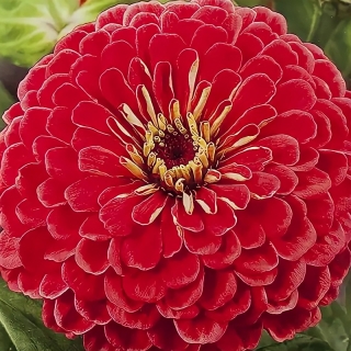 Цинния Крупноцветковая красная