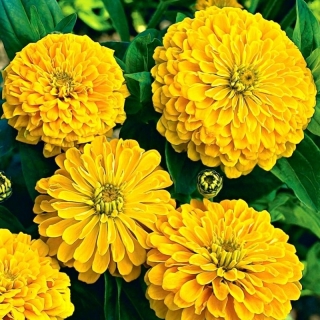 Цинния Крупноцветковая желтая