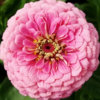 Цинния Люминоза