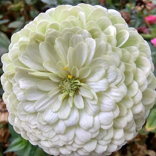 Цинния Мастер Белая