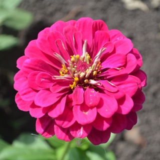 Цинния Мастер Вишнево-розовая