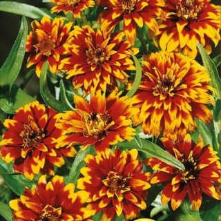 Цинния Мексика хаагена