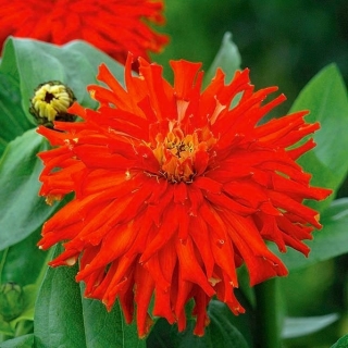 Цинния Рэд Мэн