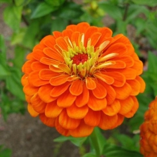 Цинния Супер Йога Оранж
