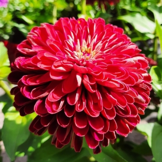 Цинния Супер Йога Вайн