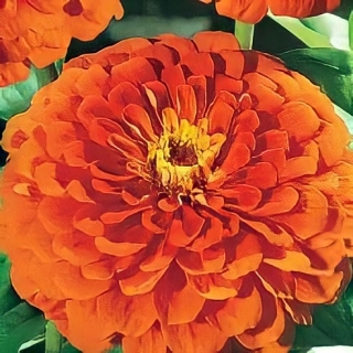 Цинния Тигровый глаз