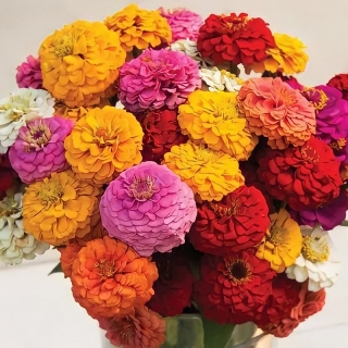 Цинния Вальс цветов смесь