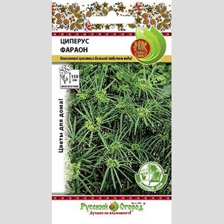 Циперус Фараон