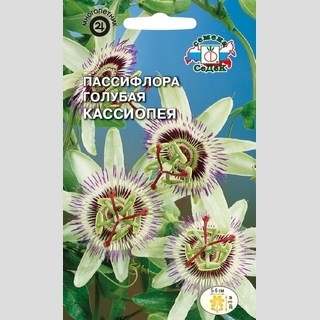 Пассифлора Кассиопея (голубая)