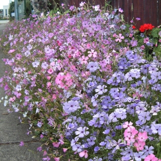 Вискария Холидей смесь