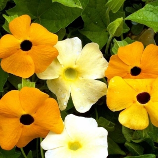 Тунбергия Июльская мозаика, смесь