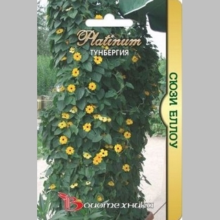 Тунбергия Сюзи F1 Еллоу