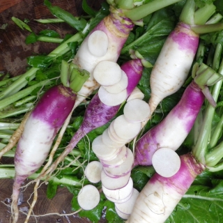 Турнепс Остерзундомский