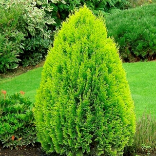 Туя Гармония восточная