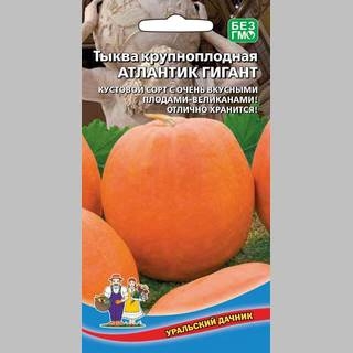 Тыква Атлантик Гигант