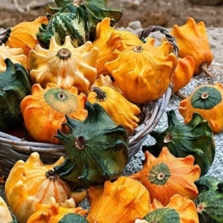 Тыква Азия микс (декоративная)