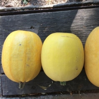 Тыква Болгарка (Дамский ноготь)